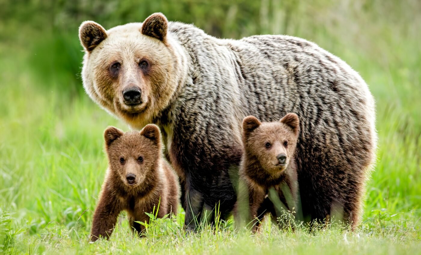 Rewilding programs have become increasingly successful