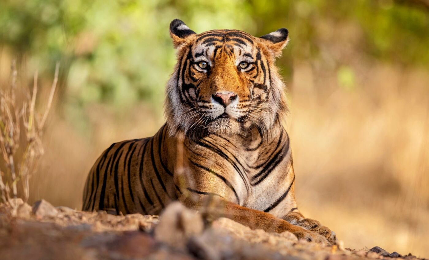 Canine distemper virus detected in Nepali tigers