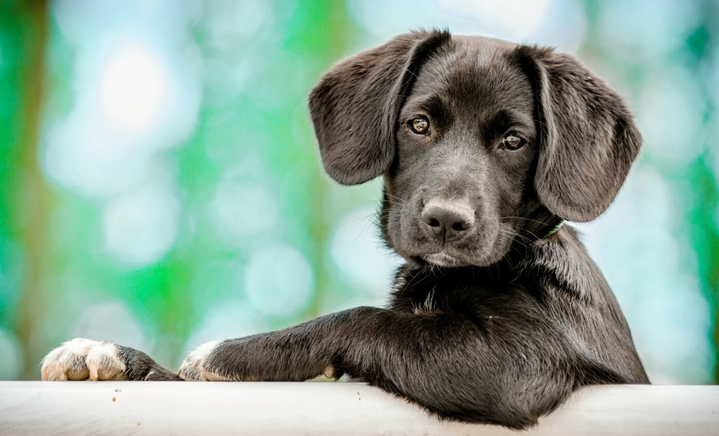 Puppies spontaneously imitate human actions