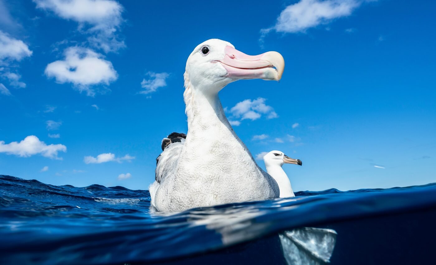 Feather “fingerprints” reveal secrets of endangered seabirds