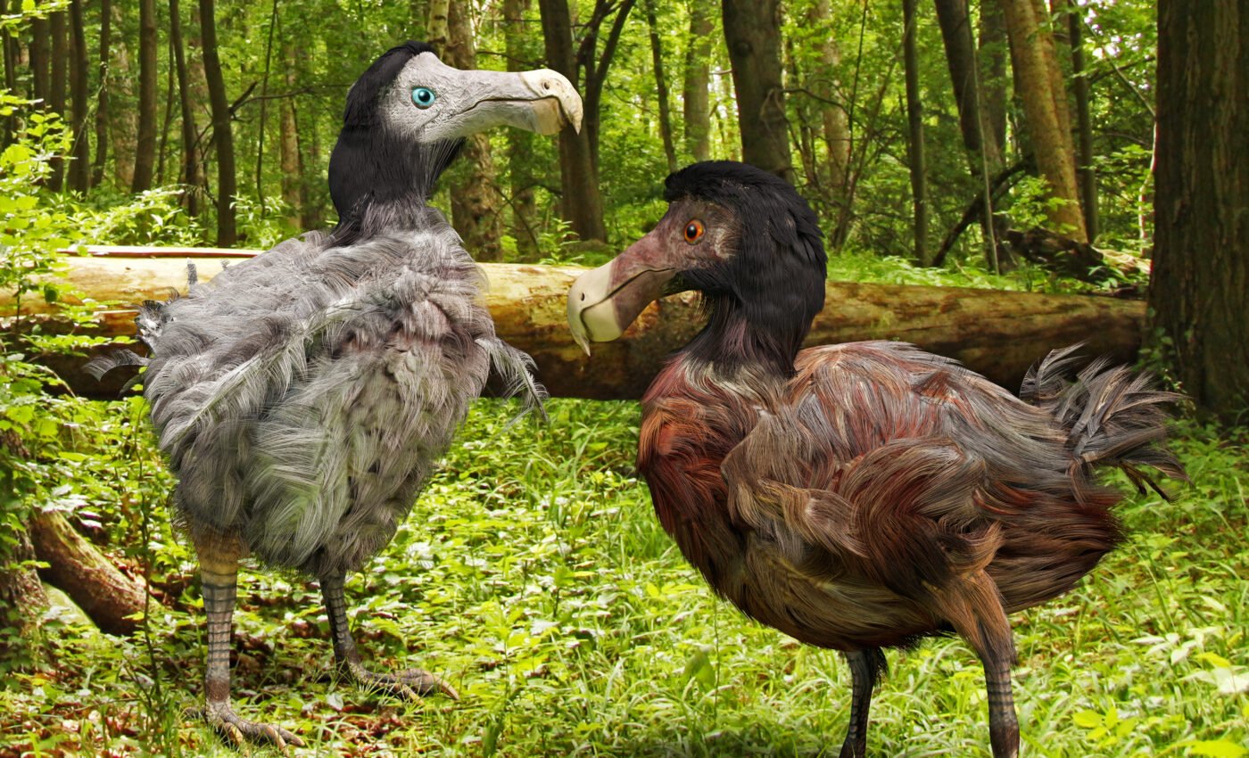 Could the dodo bird be brought back from extinction?