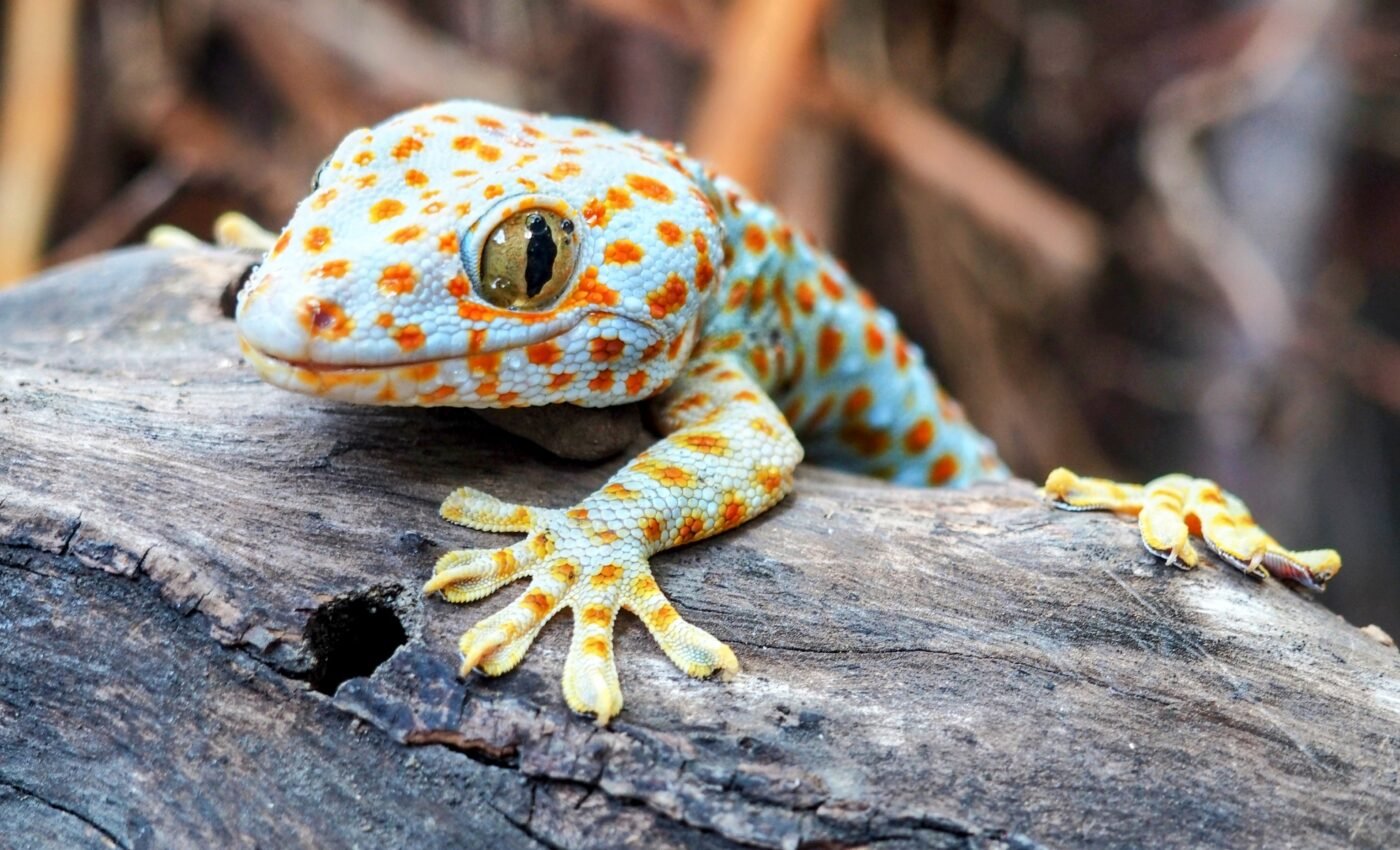 Geckos can recognize their own scent