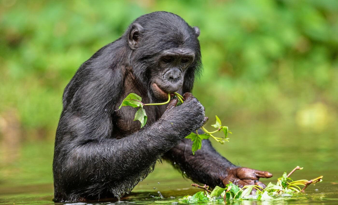 How does malaria impact wild African apes?