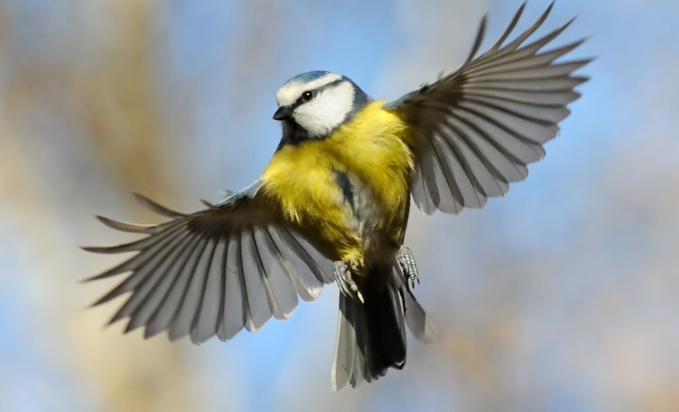 What is the evolutionary origin of birds’ wings?