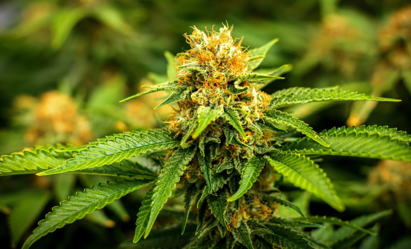 Frequent cannabis use can lead to heart disease