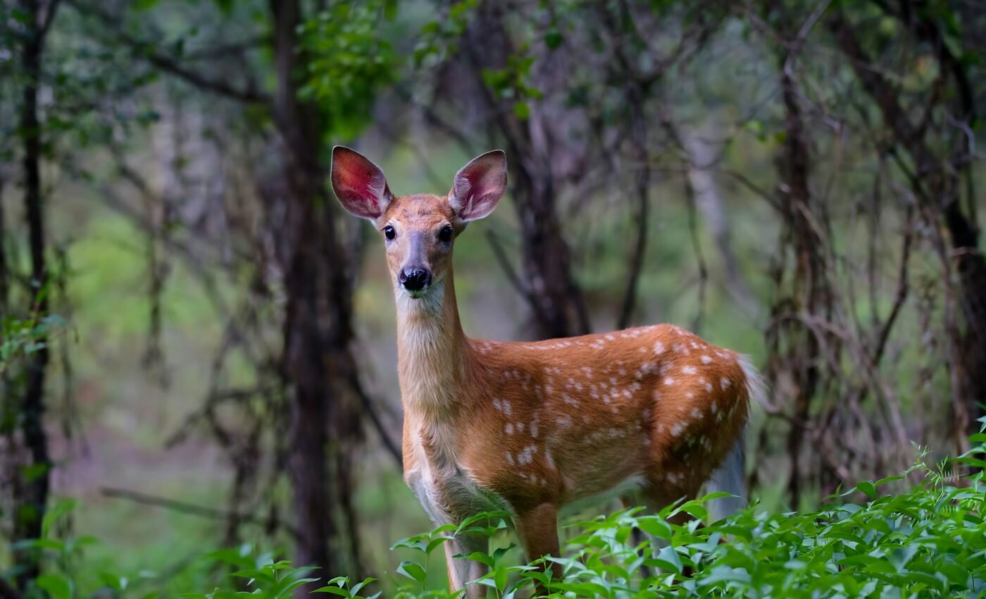 Some deer are protected from deadly disease by genetics
