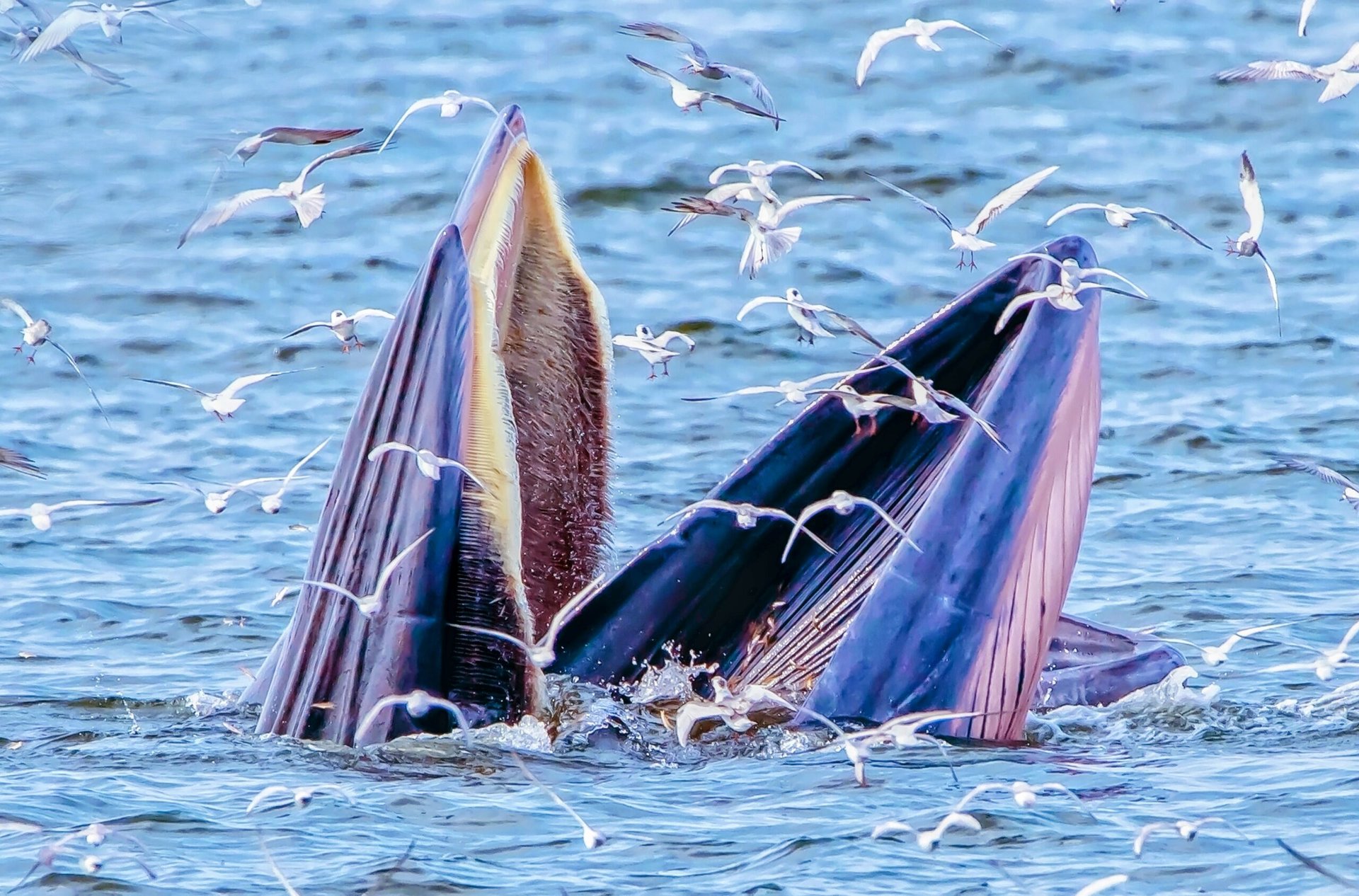 Trap feeding whales help explain beasts in ancient literature
