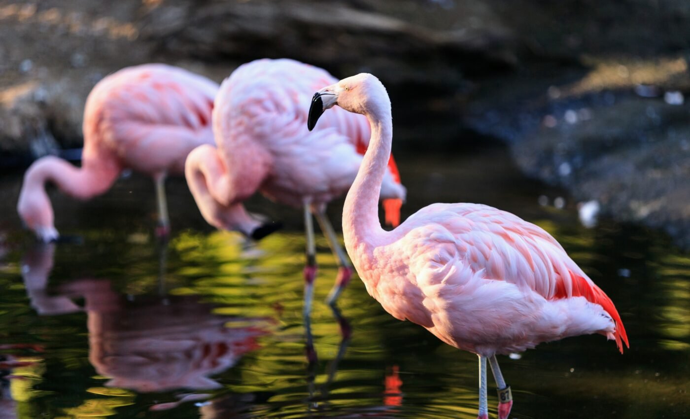 Flamingos of a feather flock together