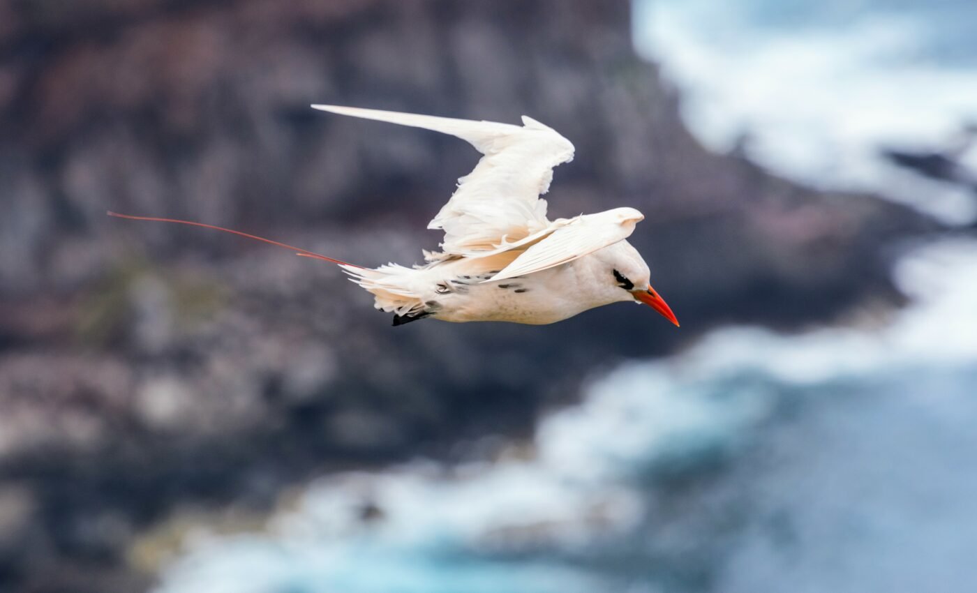 Seabirds have different strategies to survive storms