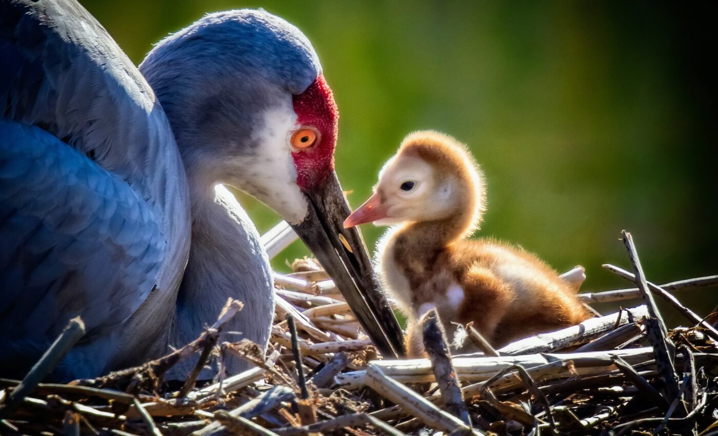 U.S. bird diversity: puzzling geographical differences identified