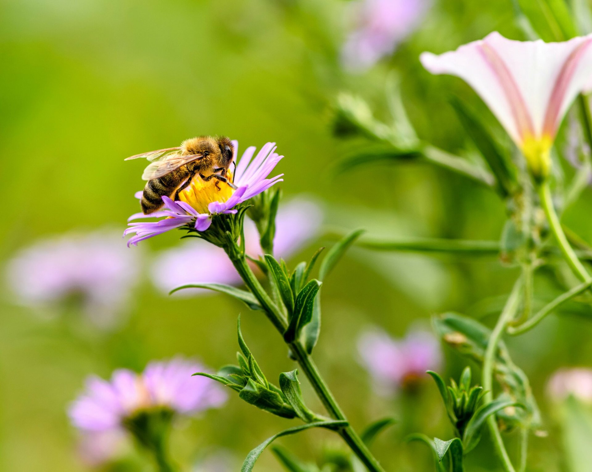 Honeybees create mental maps to find their way home