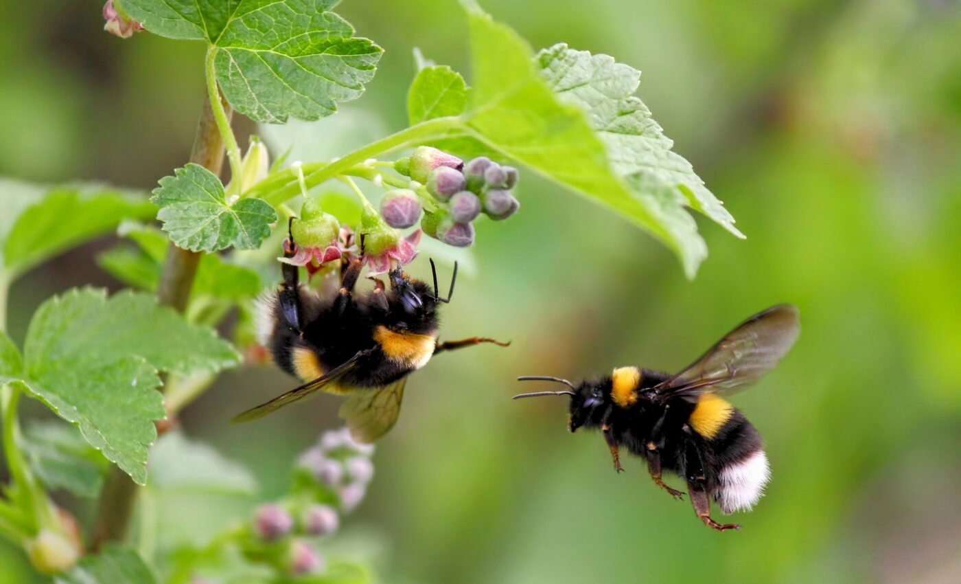 Bumblebees learn new trends by watching others