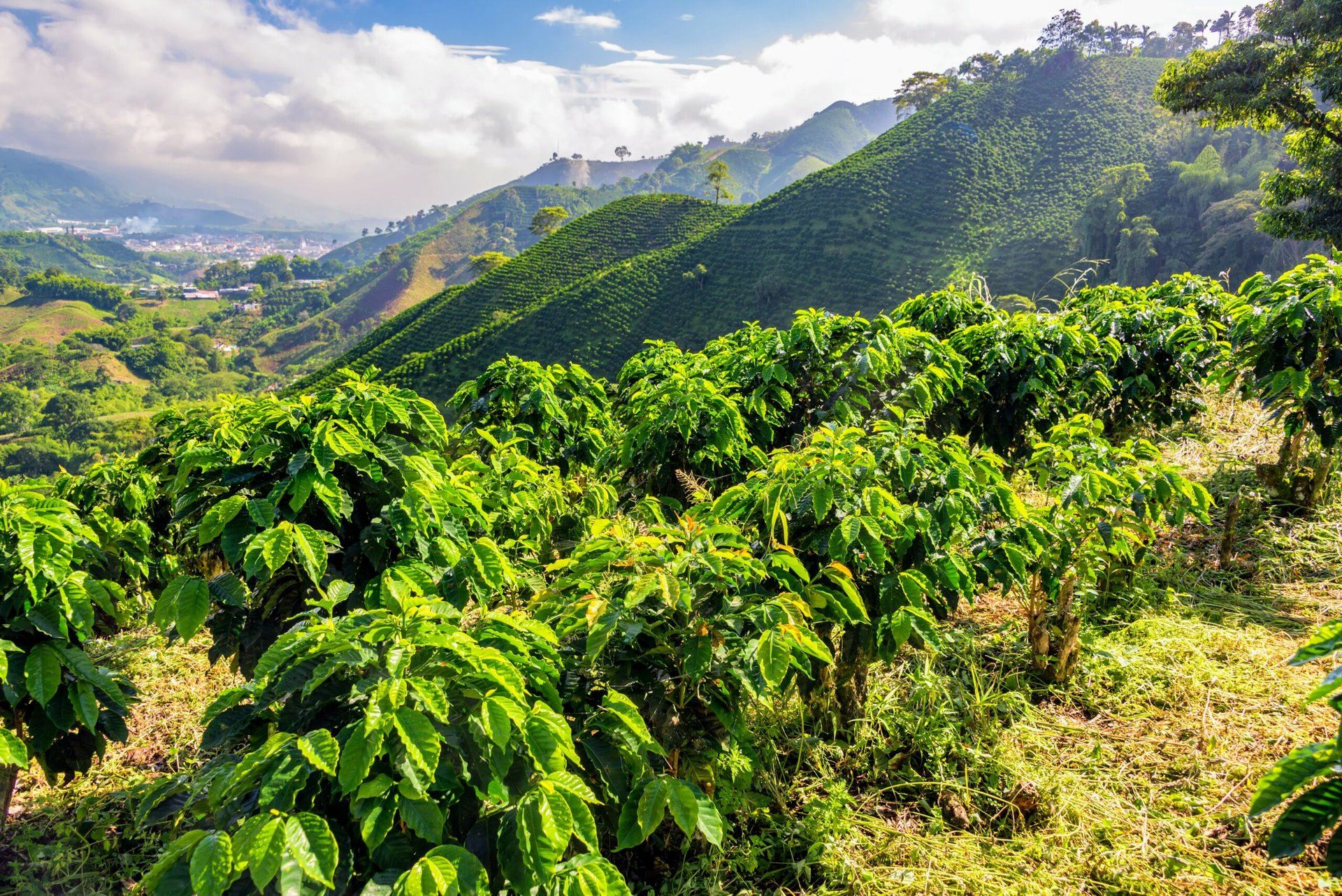Global coffee trade is increasingly threatened by climate change