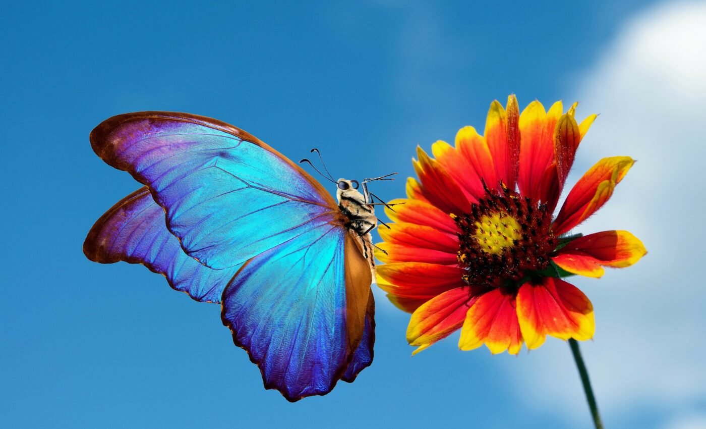 Nature inspires the world’s first energy-saving paint
