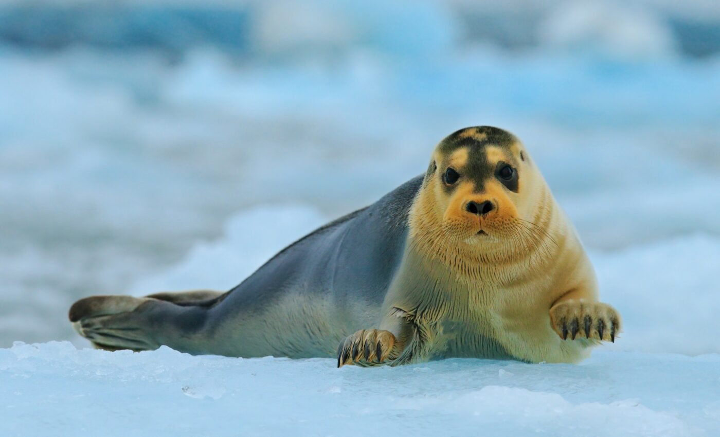 Alaska oil project may offset new Arctic protections