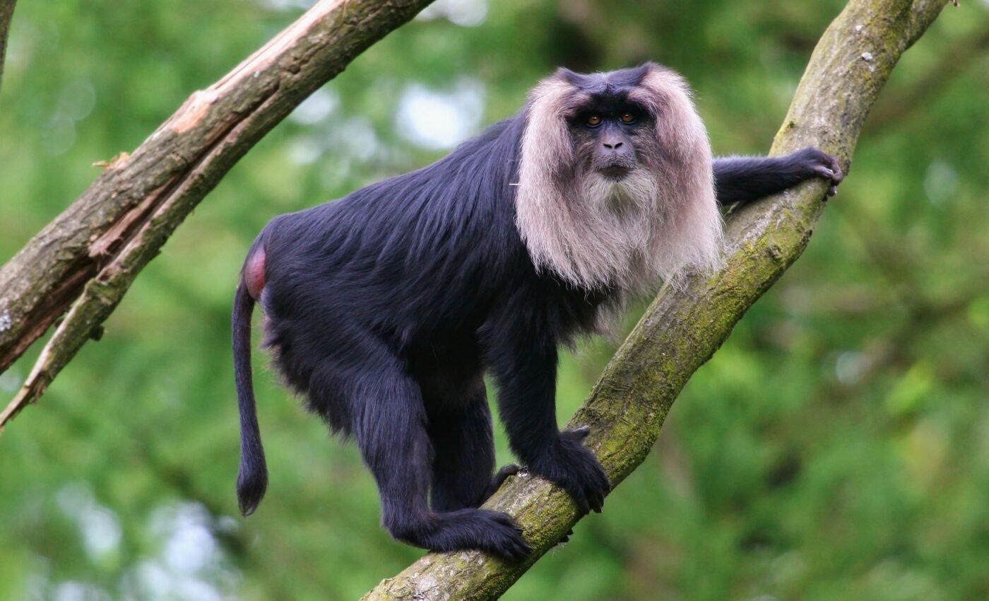 Monkey stone tools look like early human artifacts