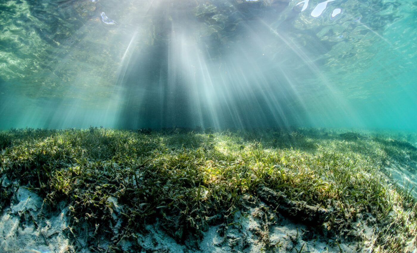 Seagrass meadows can recover after major die-offs