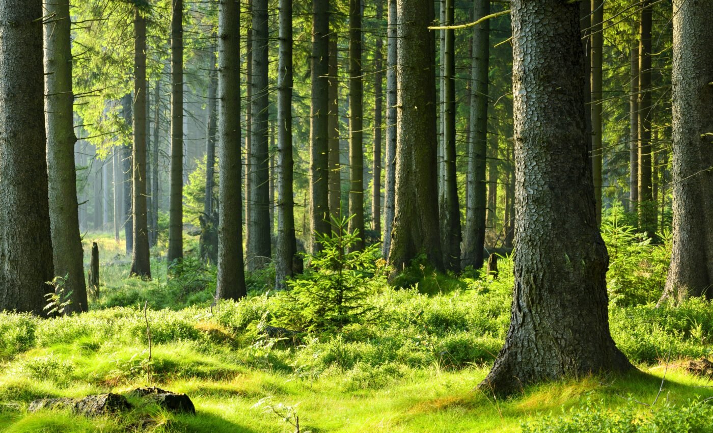 Fungal networks that help trees communicate determine the nature of forests