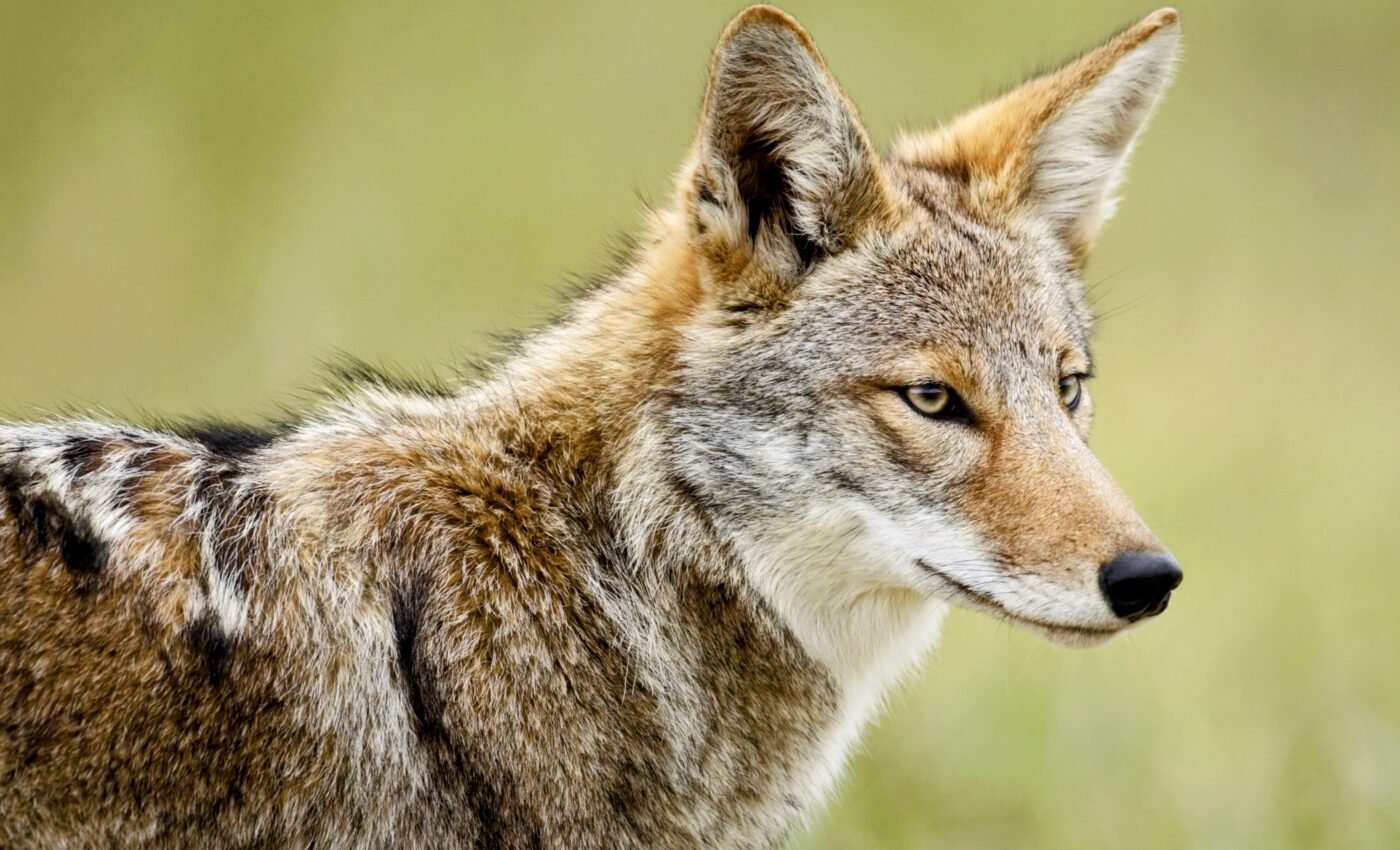 Coyotes move into towns to avoid apex predators, only to be killed by humans