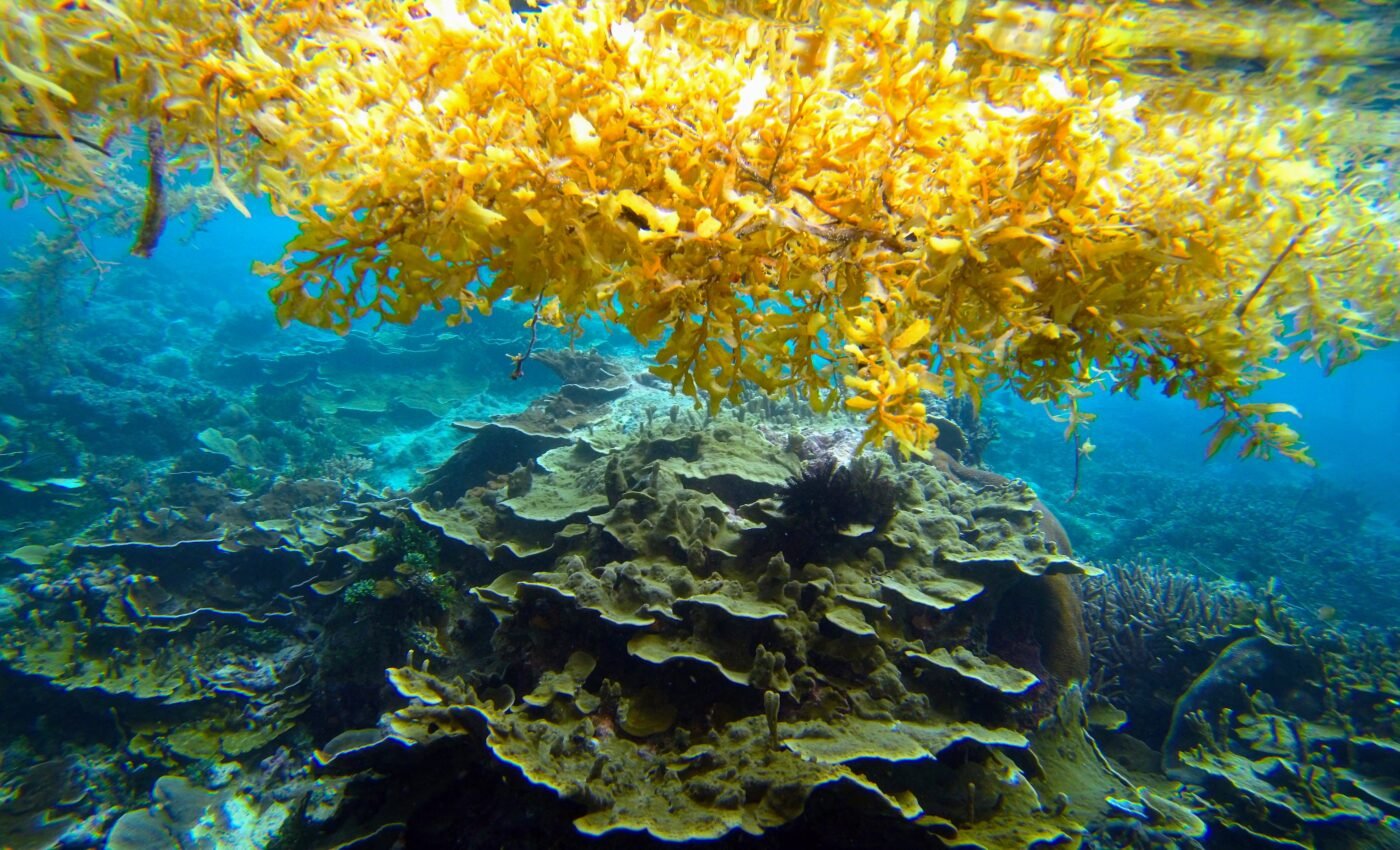 The perfect pathogen storm: Sargassum and plastic debris