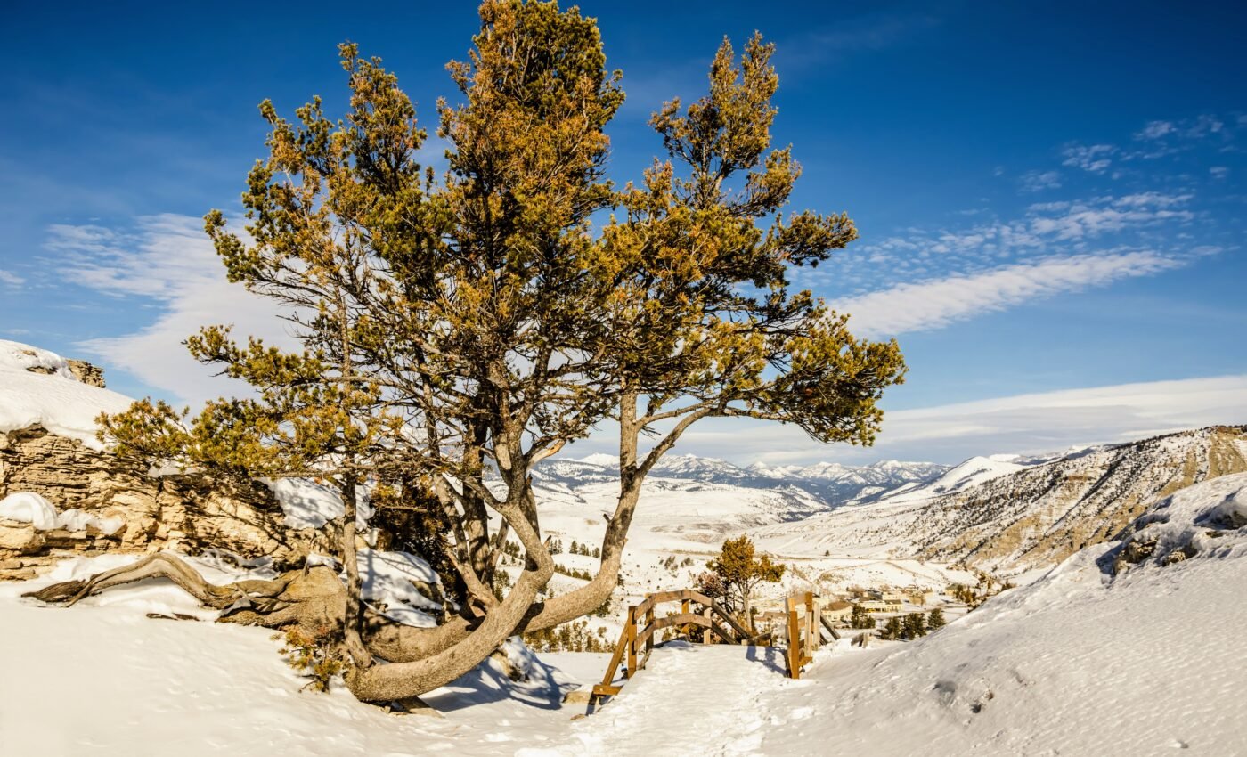 Droughts can actually benefit trees in certain circumstances