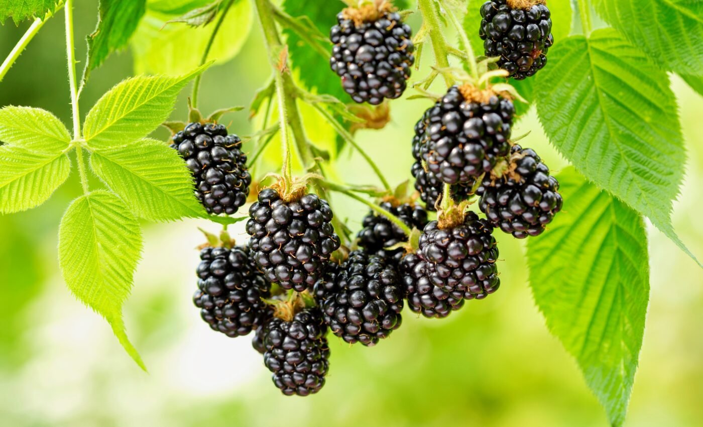 Flavonol-rich foods reduce the risk of developing frailty