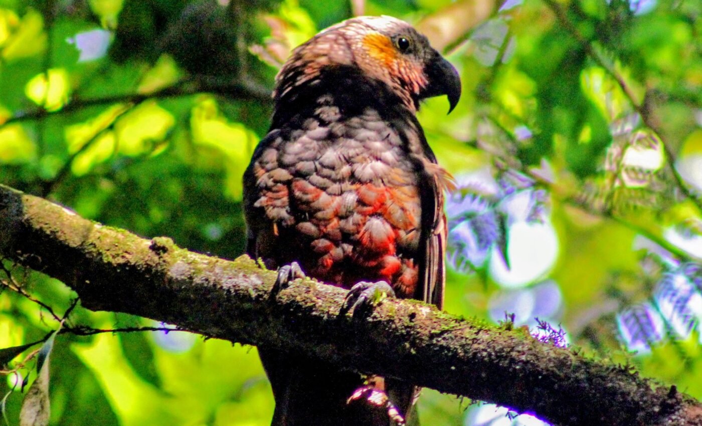 Sounding the alarm: Half of Earth’s species are experiencing rapid population decline