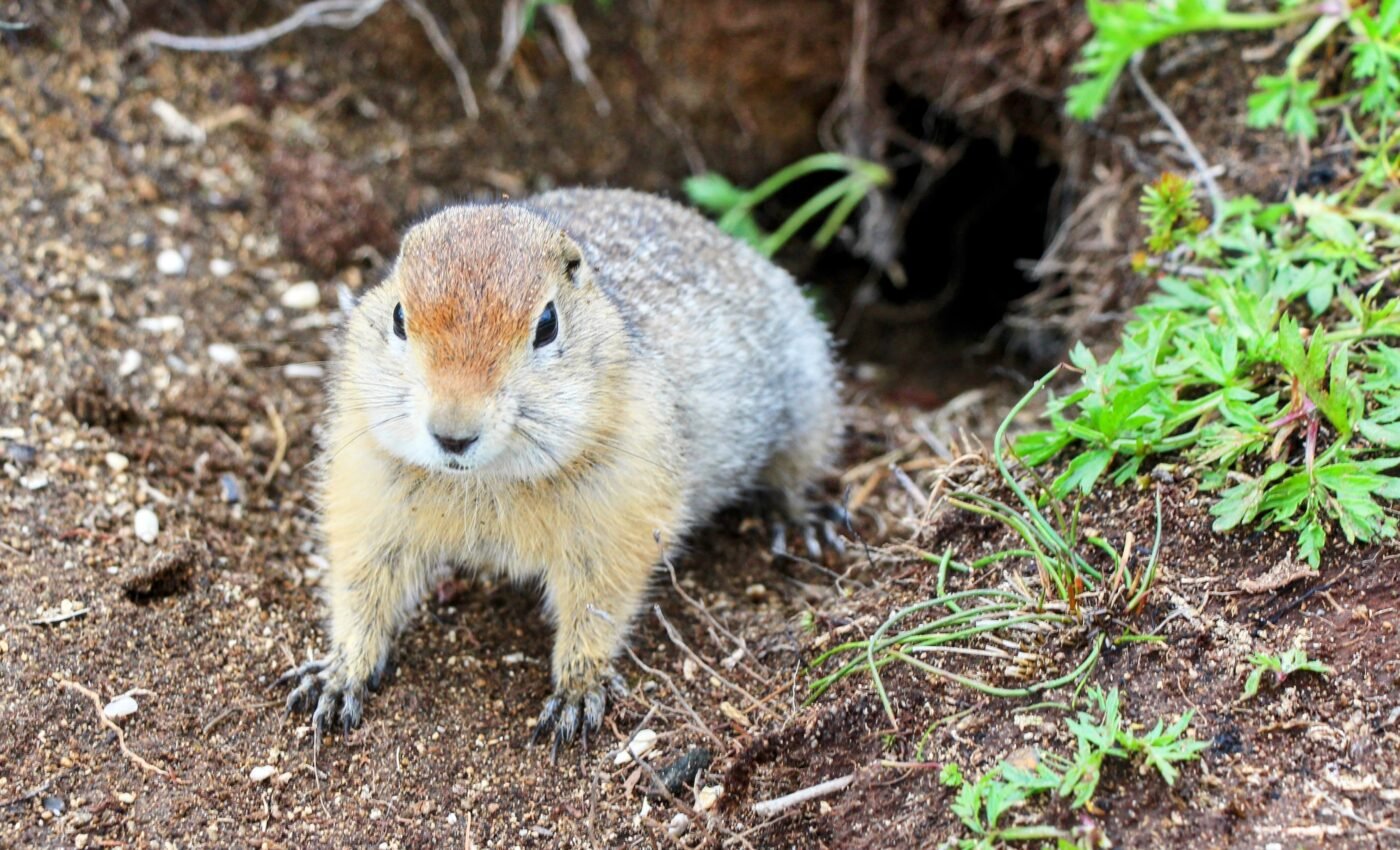 Arctic ground squirrels have changed their hibernation patterns due to climate change