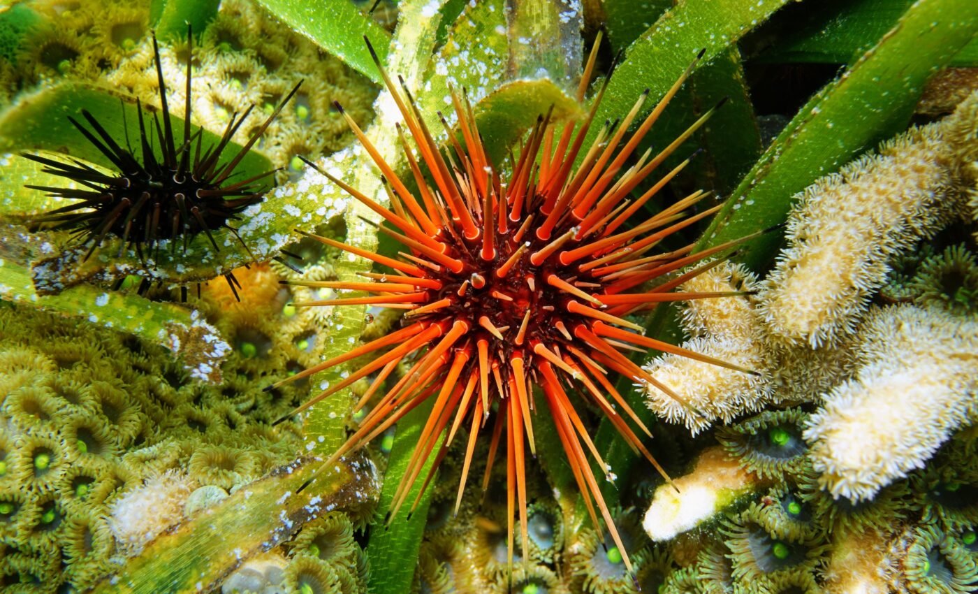 Deep sea surveys identify over 5,000 species in future mining hotspot