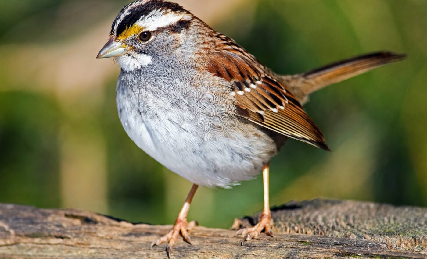 Birds can switch their perception of Earth’s magnetic field on and off