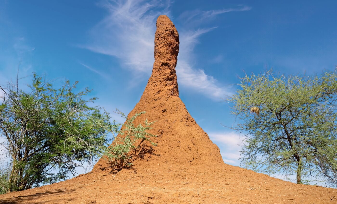 Termite mounds could inspire “living and breathing” buildings