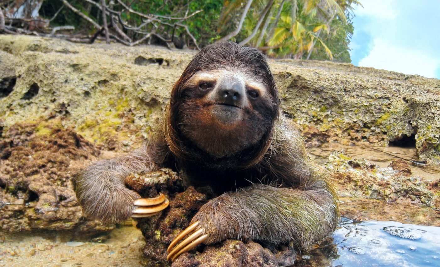 Study reveals the secret survival strategies of sloths