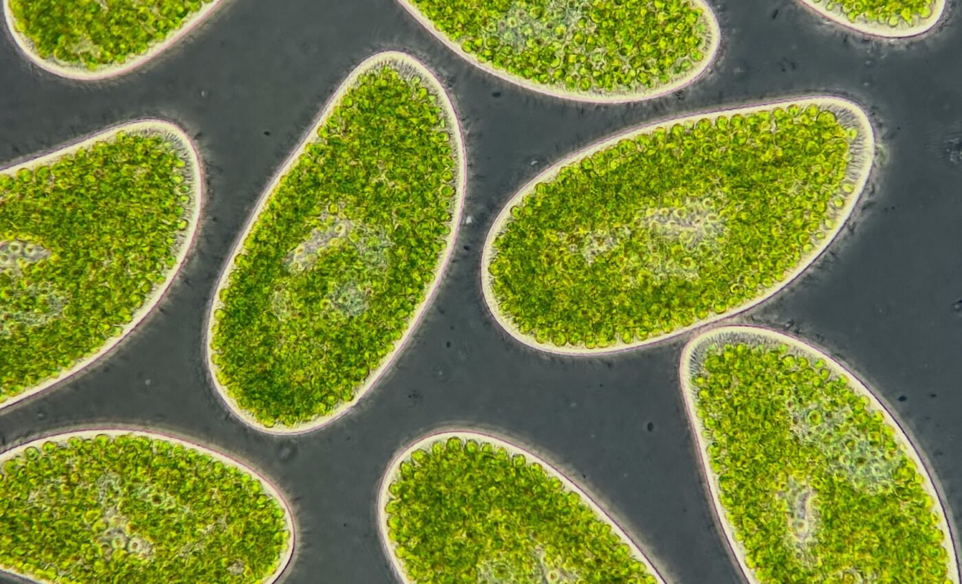 Rising temperatures may flip plankton into carbon emitters
