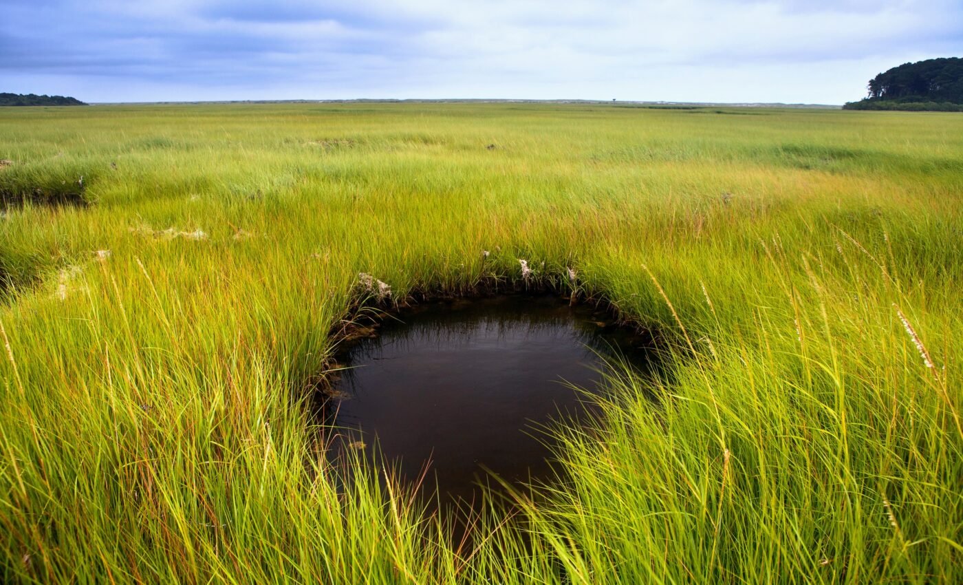Restoring coastal ecosystems can mitigate climate change