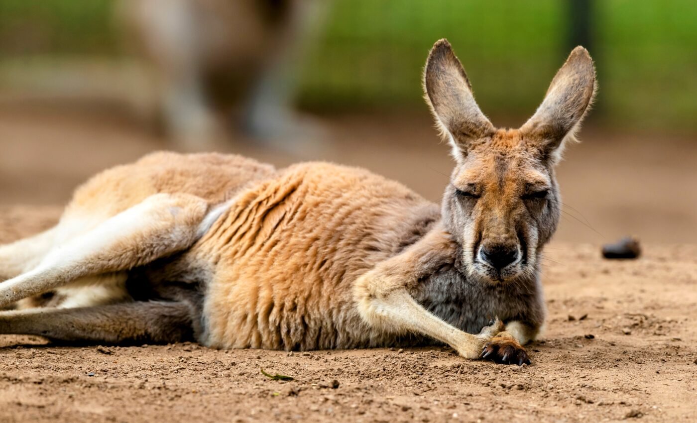 Young red kangaroos grow faster when exposed to dingoes