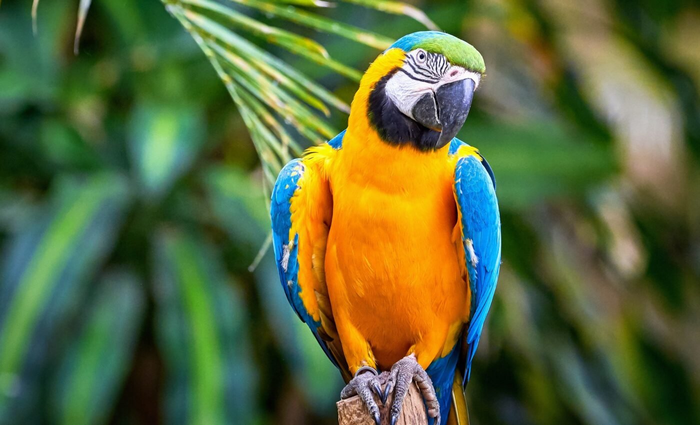 Birds with short, stubby wings are less capable of relocating