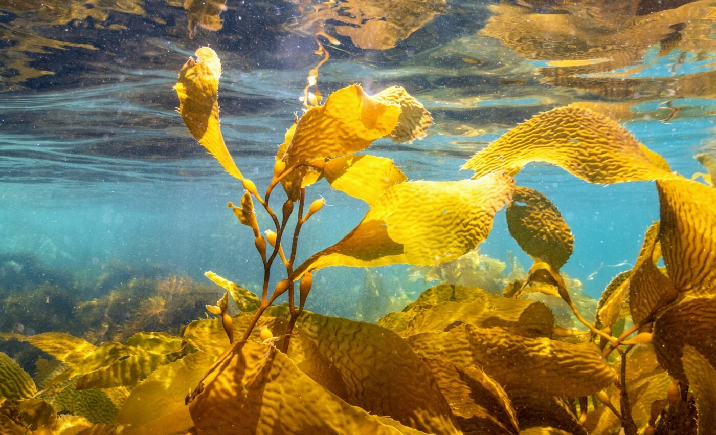 Restoration of underwater seaweed forests offers hope for the future