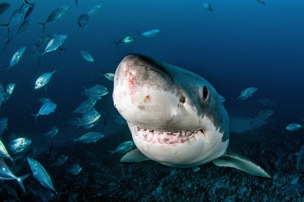 Great whites are far more prevalent than expected on the California coast