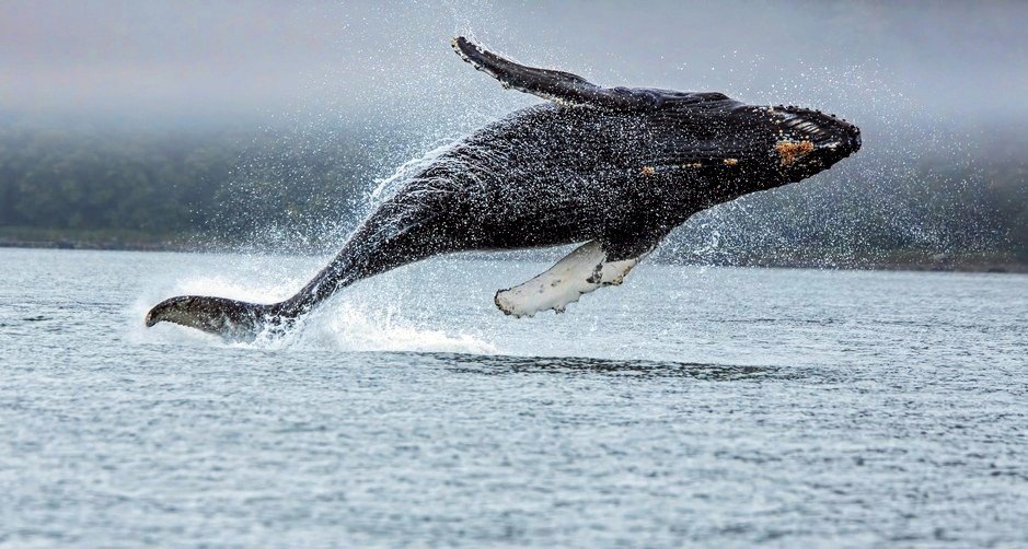 Can whales contribute to carbon capture?