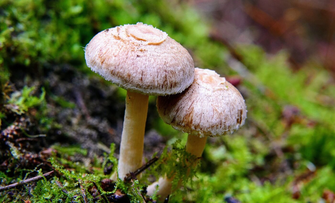 Plants distribute enormous amounts of CO2 to mycorrhizal fungi