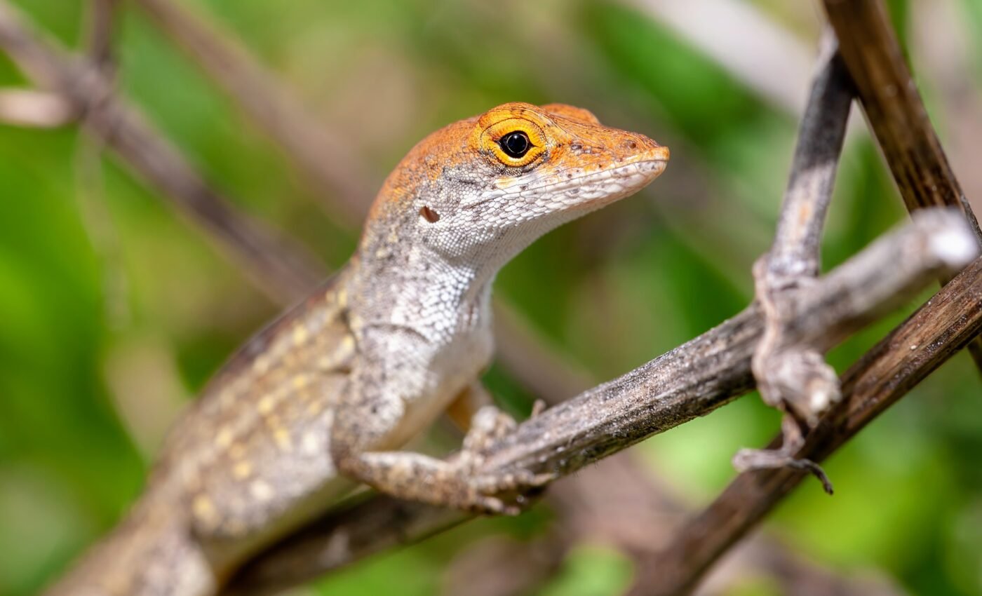 It's a two-way street between evolution and environmental change