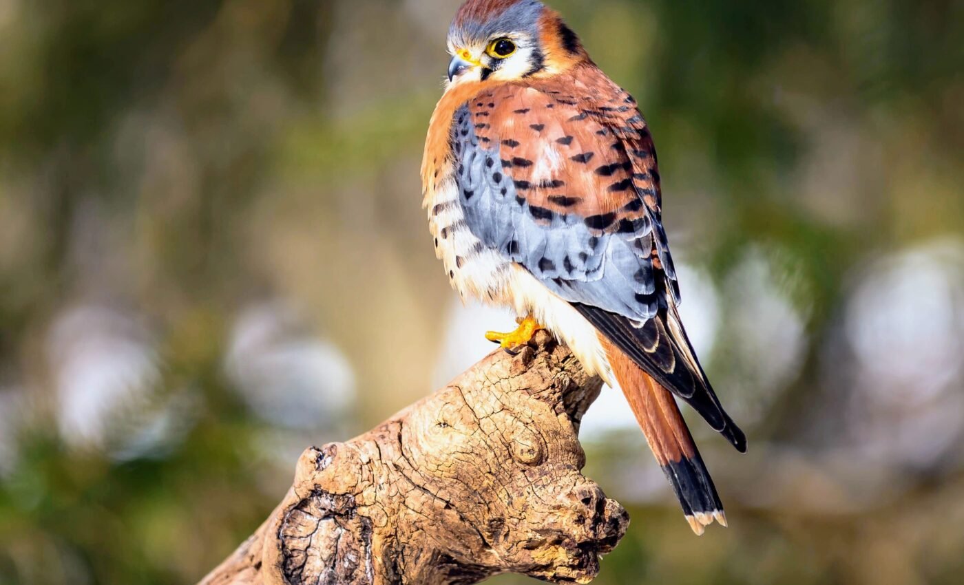 Vanishing falcons: The mysterious decline of the American Kestrel