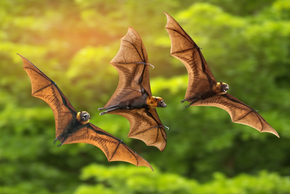 Good advice: Leave bats alone if we want to prevent future pandemics