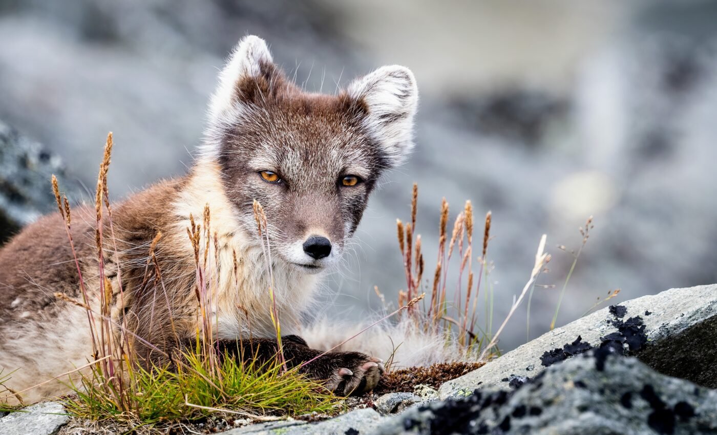 Ice-free Arctic summers could be the new normal by 2030