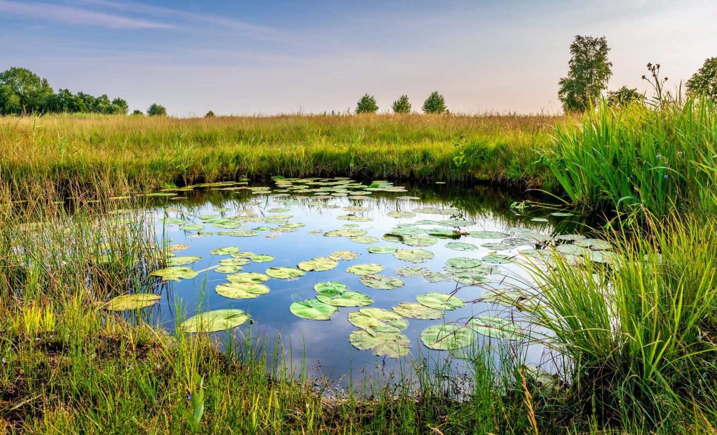 Measuring greenhouse gas emissions from ponds improves climate predictions