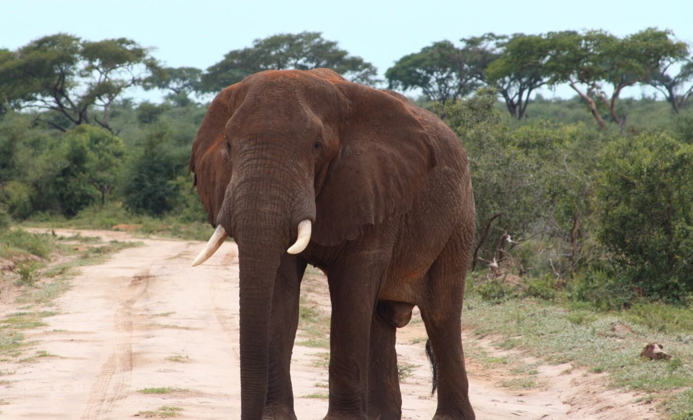 Vanishing giants: Study reveals shocking decline of large mammals in Africa