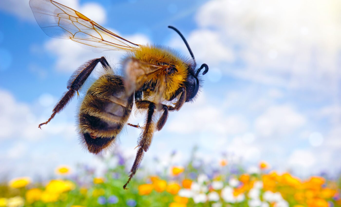 Bumblebees have an incredible sense of smell to find their way home