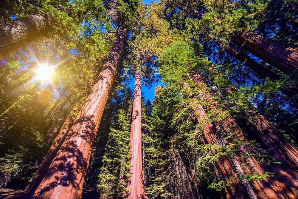 Soil carbon buried deep beneath the forest is disrupted by climate change