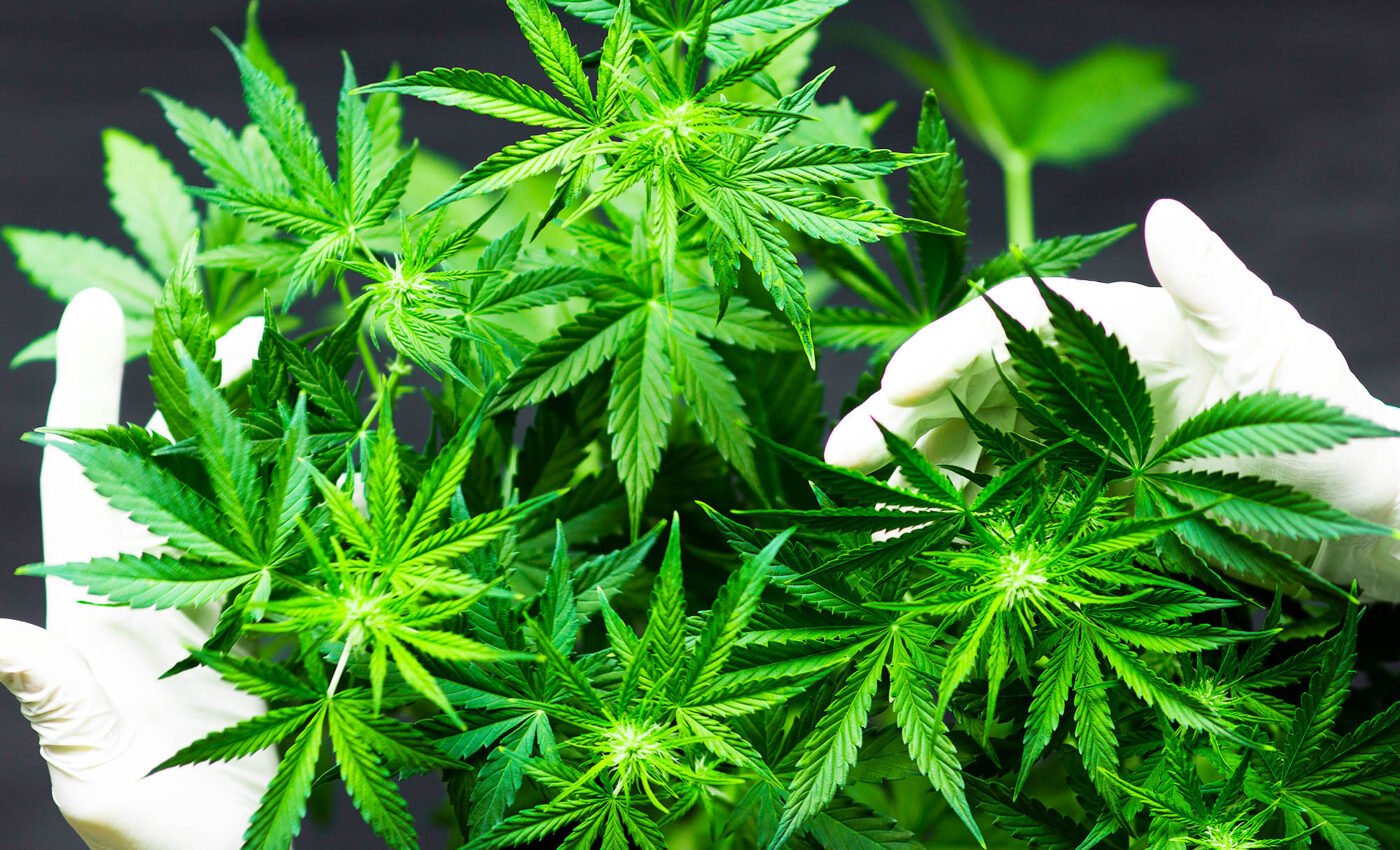 Cannabis use strongly linked to mental disorders in a new study