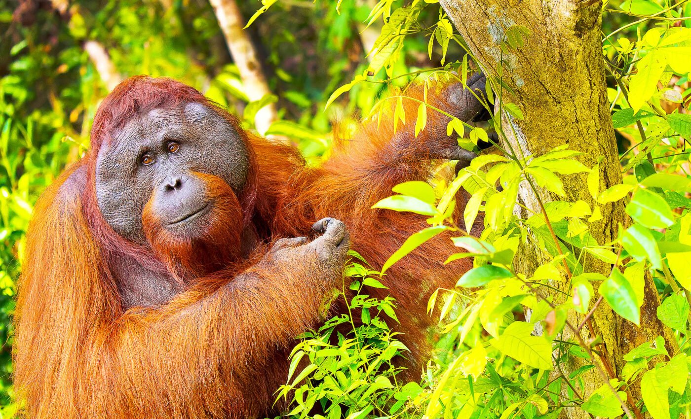 Already endangered orangutans now face new threats from wildfires
